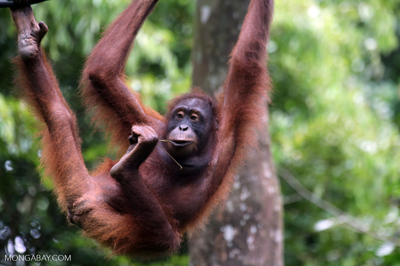 A Bornean orangutan in a rehabilitation center in Sabah. Photo by Rhett A. Butler