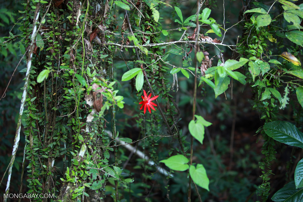 Red passion vine flower in the Amazon rainforest of Colombia. Photo by Rhett A. Butler.