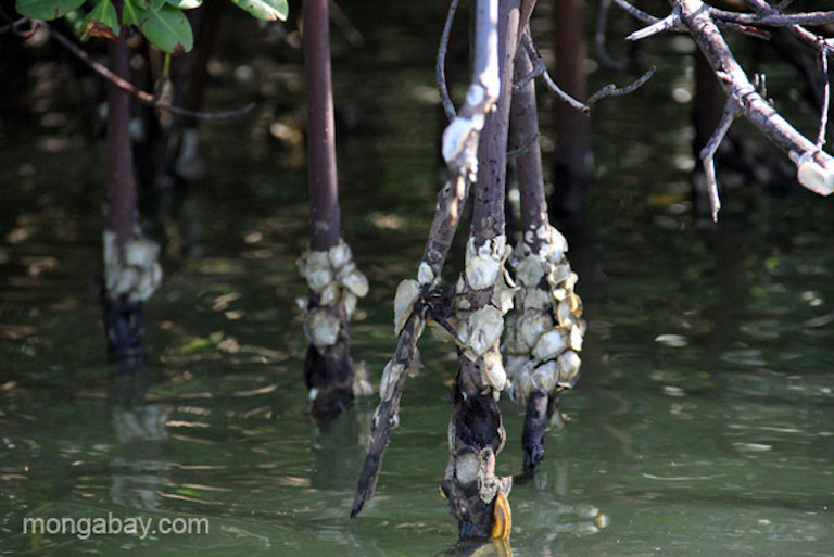 Oysters grow on mangroves in the Estero Hondo Marine Sanctuary in the Dominican Republic. Photo by Tiffany Roufs.