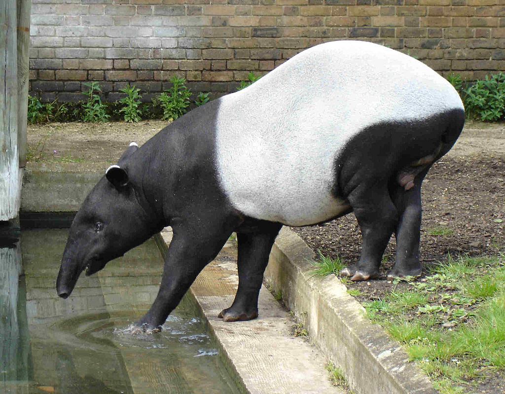 Tapirus indicus, malayan tapir with baby in zoo. Video: Endangered baby tapir plays with his father