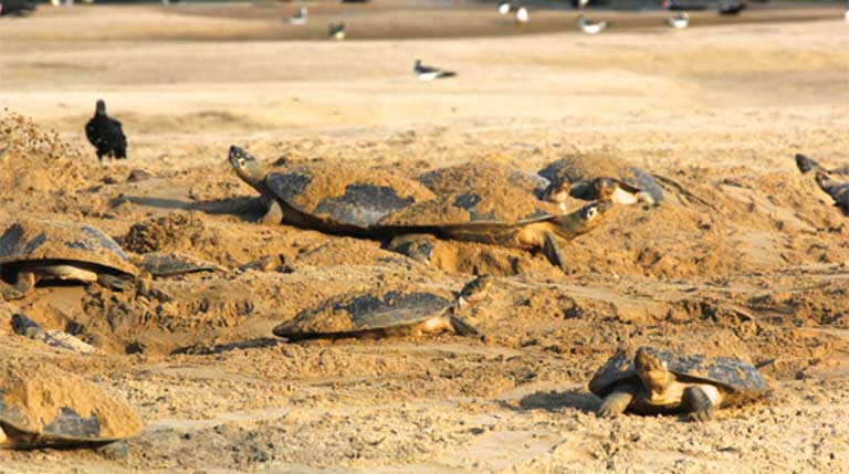 Giant Amazon River Turtles undergo mass migrations to their nesting beaches on riverbanks and exposed sandbars. This behavior makes them especially vulnerable to hunting pressure for both turtle meat and eggs. Photo courtesy of Camila Ferrara