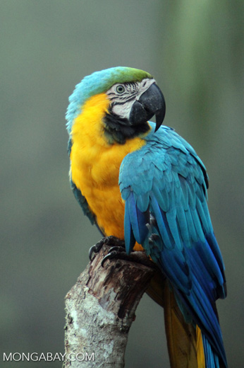 A blue-and-yellow macaw. Scientists don't yet know how drought and stalled tree growth will impact Amazon wildlife, or which species might be affected. Photo by Rhett A. Butler
