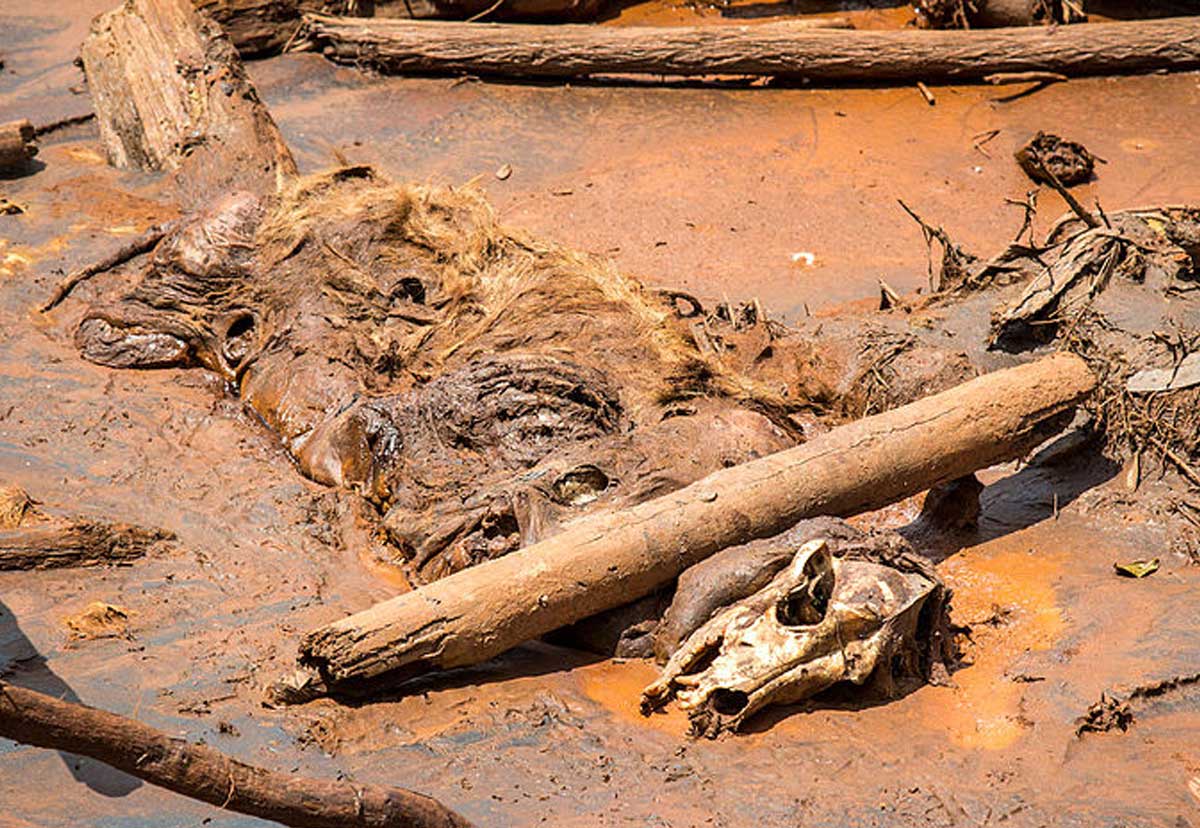 An environmental crime investigation has been launched against Samarco CEO Roberto Carvalho over the dam collapse. Photo by Romerito Pontes licensed under the Creative Commons Attribution 2.0 Generic license