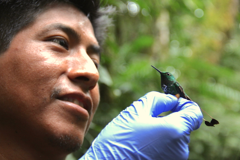 Victor Hugo Garcia examines a hummingbird he caught during the first leg of the expedition last year. Photo by Morgan Erickson-Davis.
