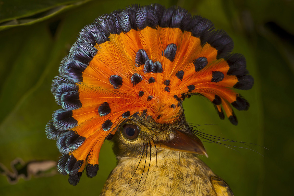 The expedition also logged this royal flycatcher (genus Onychorhynchus). Photo by  Mileniusz Spanowicz / WCS.