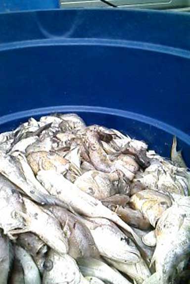 Buy research papers online cheap fish kill
