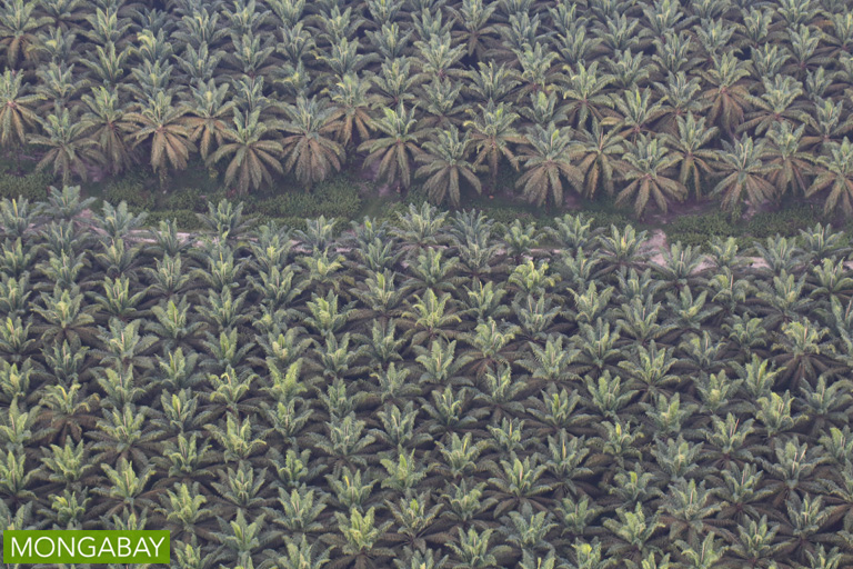 An oil palm plantation on Indonesia's main western island of Sumatra. Photo by Rhett A. Butler