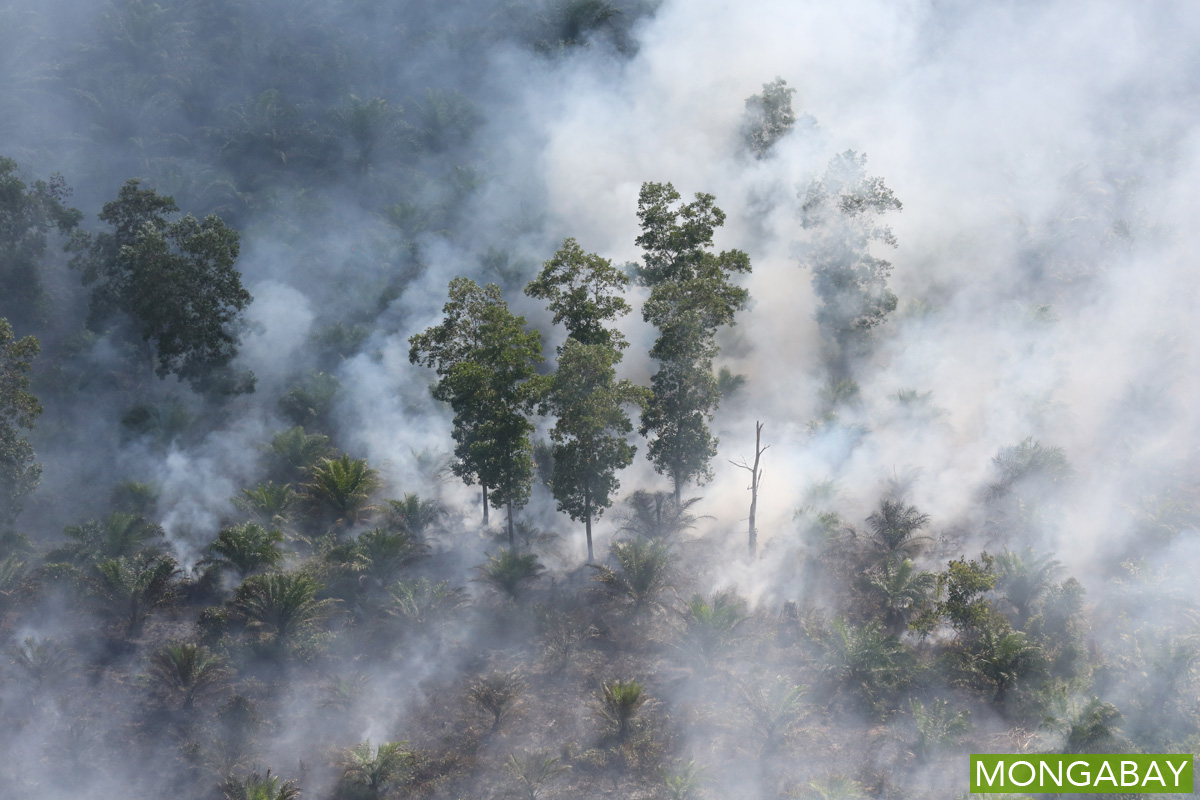 photo of Failure of Indonesia’s palm oil commitment ‘not bad news’ [commentary] image