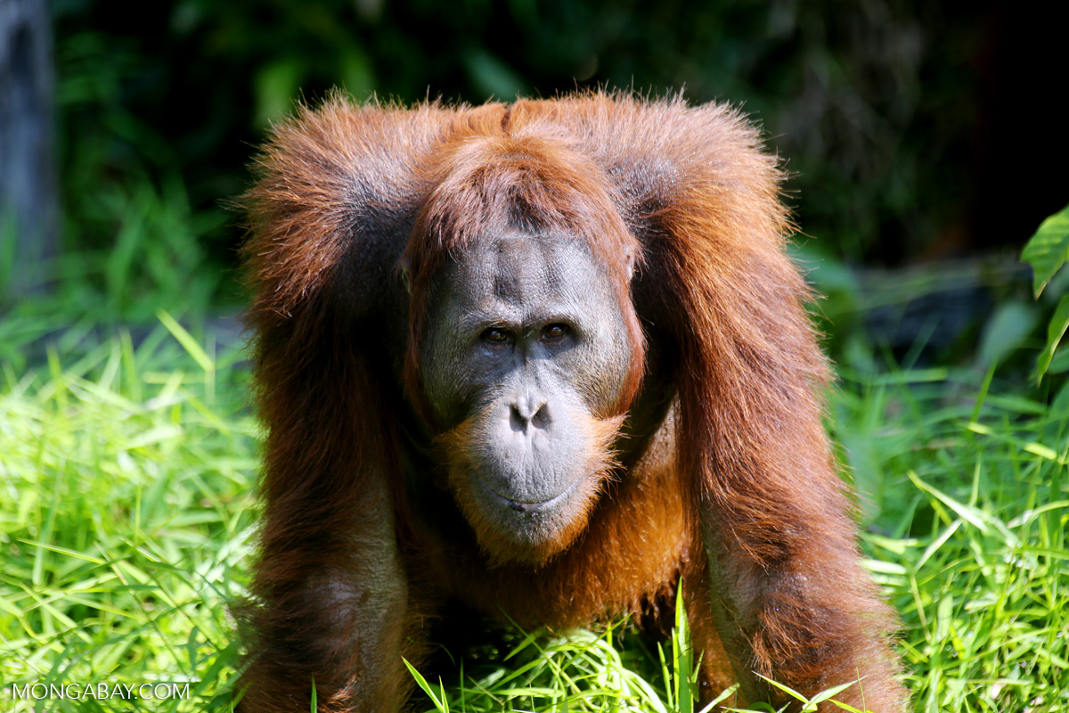 orangutan jellycat