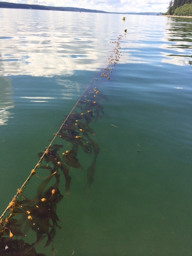 A pilot planting of bull kelp in Washington state’s Puget Sound. Photo courtesy of the Puget Sound Restoration Fund