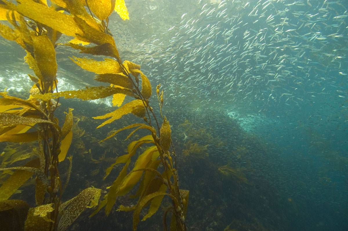 Kelp and sardines in the Channel Islands National Marine Sanctuary in California. Photo courtesy of NOAA's National Ocean Service