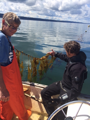 Researchers examine bull kelp grown in a pilot planting in preparation for a study on the effect of kelp forests on seawater acidity in Washington state’s Puget Sound. Photo courtesy of the Puget Sound Restoration Fund