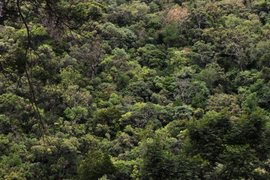 Undisturbed shola forest near Doddakombai, Nilgiris. Photo by Sibi Arasu