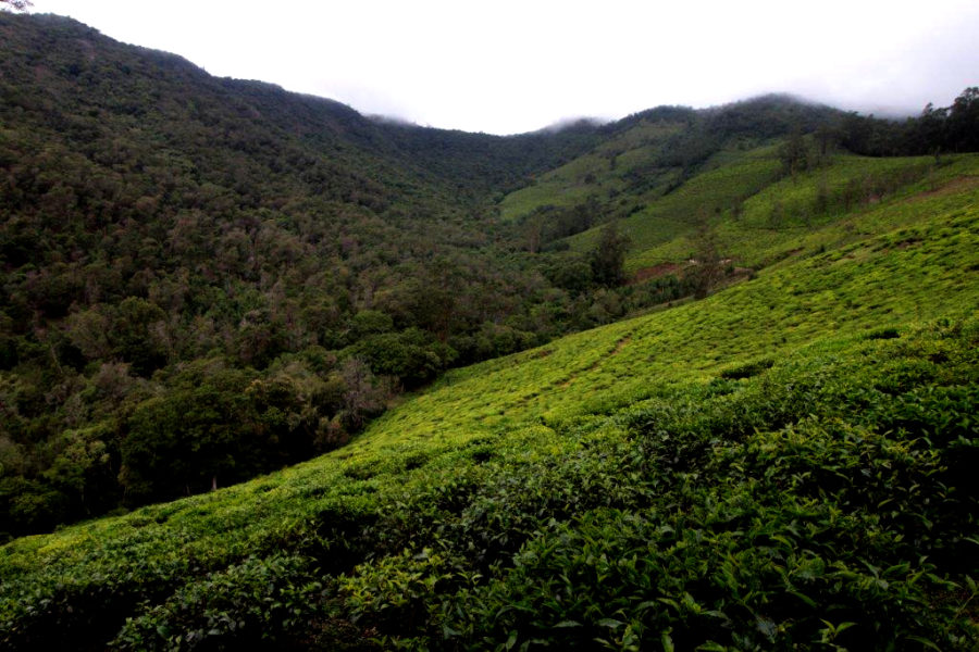 The forests on the extreme left consist mostly of exotic trees, those at the center are sholas and on the right are abandoned tea estates. Photo by Sibi Arasu