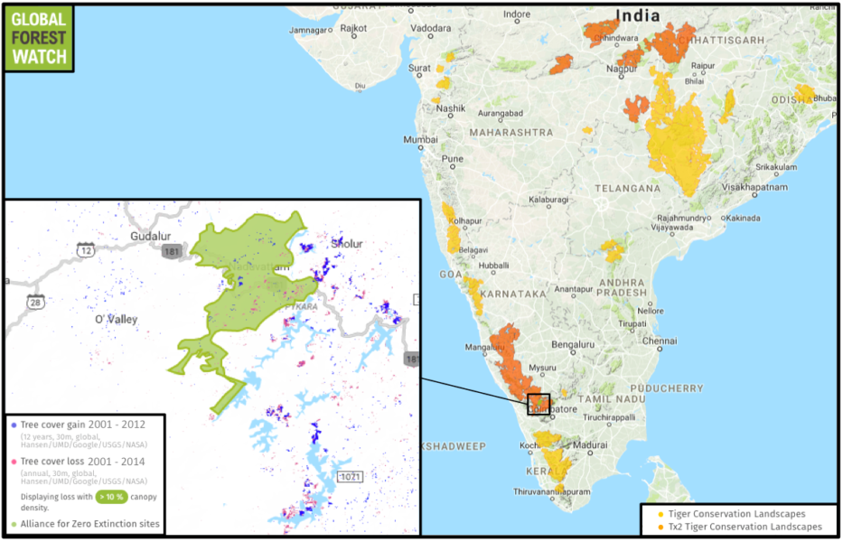 The Alliance for Zero Extinction maps the known ranges of endangered, endemic species around the world. Its plot of the distribution of the critically endangered Ghats wart frog shows tree cover loss is still occurring in its habitat. In the Nilgiris overall, data from the University of Maryland indicate the district lost about 1 percent of its remaining tree cover between 2001 and 2014; the range of the Ghats wart frog experienced twice that loss over the same time period. In addition to hosting endemic amphibians, the Nilgiris is part of a Tx2 Tiger Conservation Landscape, which means the region has the potential to double wild tiger numbers by 2020 with proper management.