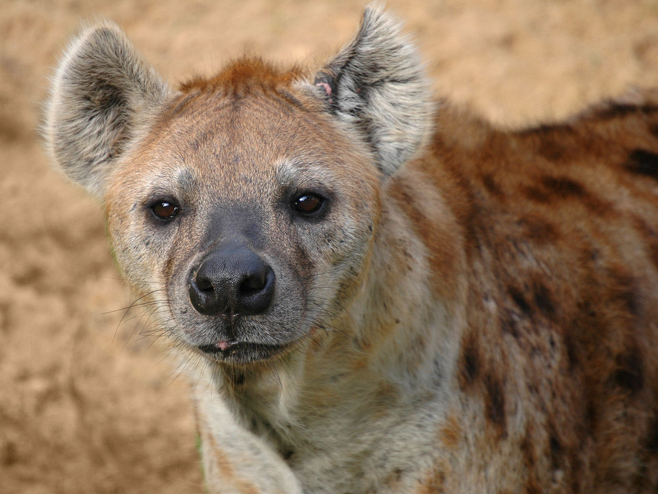 1280px-Hyena FEATURED Photo by Marieke Kuijpers posted on flickr