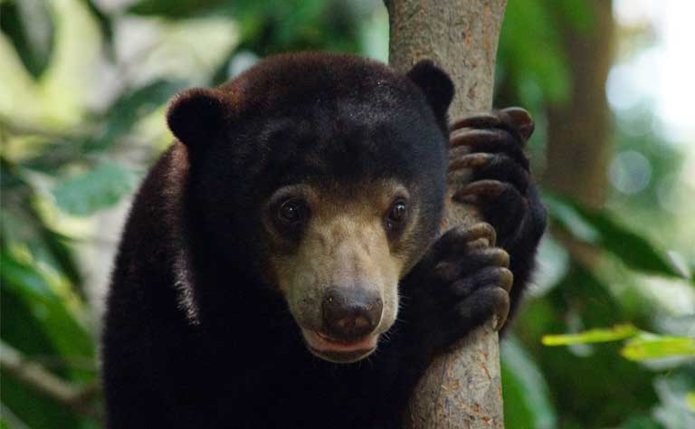 Sun bears are teddy bear cute, an endearing look that hasn't helped much in protecting them so far. Photo by Claire Asher