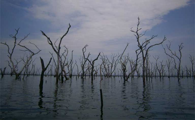 The skeletons of trees submerged within the Balbina reservoir. As vegetation decomposes, methane — a potent greenhouse gas — is released into the atmosphere. Hydropower development can cause a litany of negative social and environmental impacts, despite being promoted as a source of green energy. Photo credit: Isabel Jones