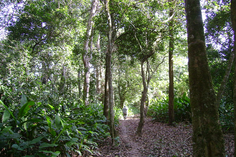 A man walks through the TIPNIS reserve near the River Secure. The park is home to thousands of plant and animal species, many of them endangered. Environmentalists feared that the roadway would open this remote area to poaching, illegal logging and other incursions. Photo by Fernando Locatelli under a Creative Commons CC BY-NC-ND 2.0 license.