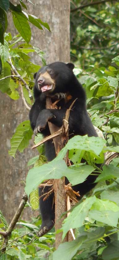 Sun bears are a keystone species. They eat fruit and are very good forest seed dispersers. Photo by Siew Te Wong / BSBCC