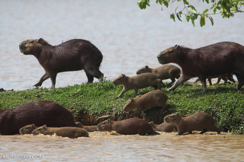 The capybara is the world’s largest rodent. The loss of species from islands also means the loss of species interactions: without predators, capybaras have turned some islands within the Balbina dam reservoir in Brazil into “nothing more than capybara grazing lawns,” lead researcher Isabel Jones told Mongabay. Photo by Rhett A. Butler