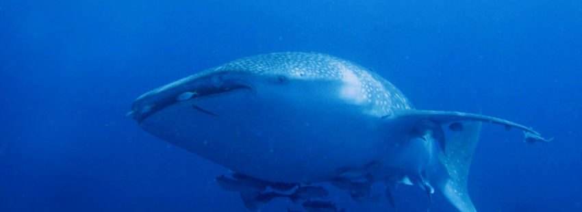 Indonesia must do more to protect whale sharks, conservationists say