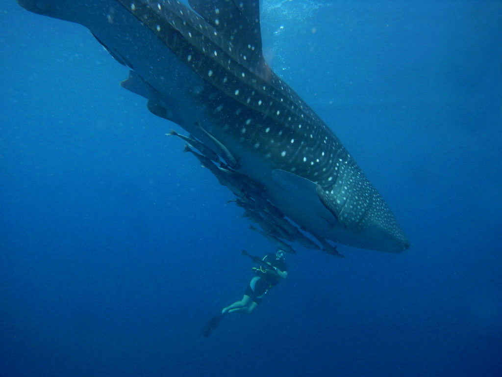 A diver photographs a whale shark in Indonesia's Papua. Photo by Marcel Ekkel/Flicker