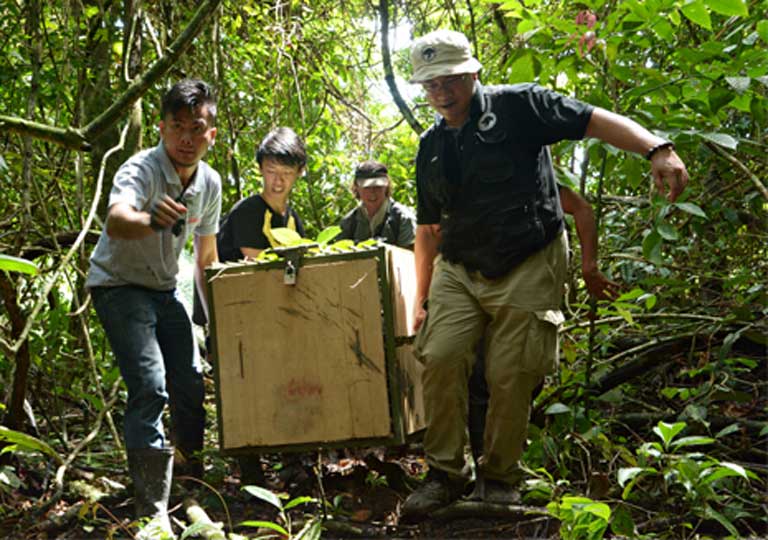 Releasing a rehabilitated Sun bear. Photo by Chiew Lin May at the Bornean Sun Bear Conservation Centre