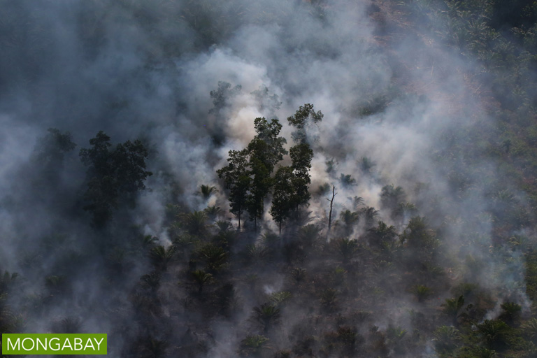 An oil palm plantation in Indonesia burns. Photo by Rhett A. Butler
