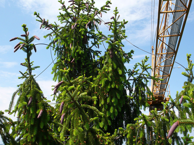 Researchers used a construction crane to distribute 13C to the tops of spruce trees via tubes. Photo courtesy of University of Basel, research group C. Körner.