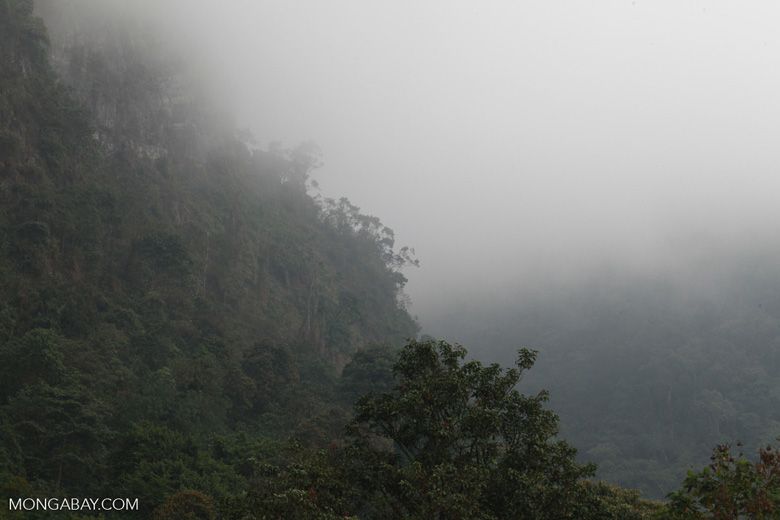 Climate change is resulting in less cloud formation in some cloud forests, drying them out. Photo by Rhett A. Butler