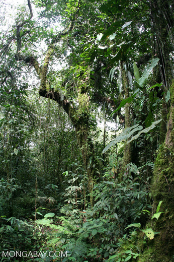 Cloud forests can only march so far upslope before they run out of room to escape rising temperatures. Photo by Rhett A. Butler
