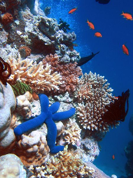 Coral reef biodiversity is seriously threatened by climate change. Photo by Richard Ling licensed under the terms of the GNU Free Documentation License, Version 1.2 or any later version