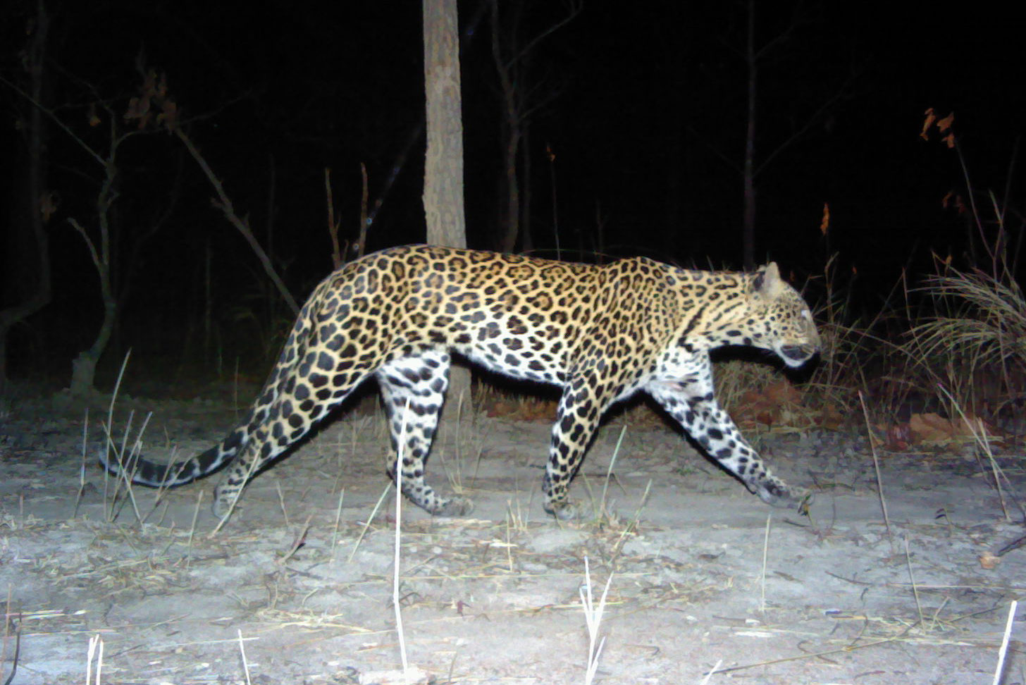 Leopard 1: Male Indochinese leopard from eastern Cambodia. Photo courtesy of Panthera, WWF Cambodia, and Forestry Administration.