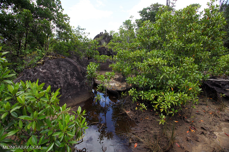 Madagascar mangroves. Such coastal forests could be threatened by high temperatures and sea level rise. Photo by Rhett A. Butler