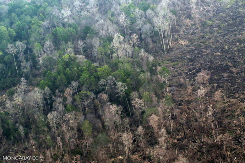 Peat forest fire damage in Riau, Indonesia. Tropical rainforests rarely burned in the past, but are seeing serious wildfires as climate change worsens. Photo by Rhett A. Butler