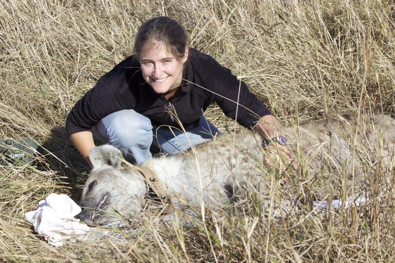 Julia Greenberg with an anesthetized adult female, Clovis, in June 2012. This was a routine anesthetization to deploy a GPS collar, visible around her neck, to collect blood samples, and to take morphological measurements. Clovis was up and back in action as alpha of the South clan later that day, says Greenberg. Photo courtesy of the MSU Mara Hyena Project
