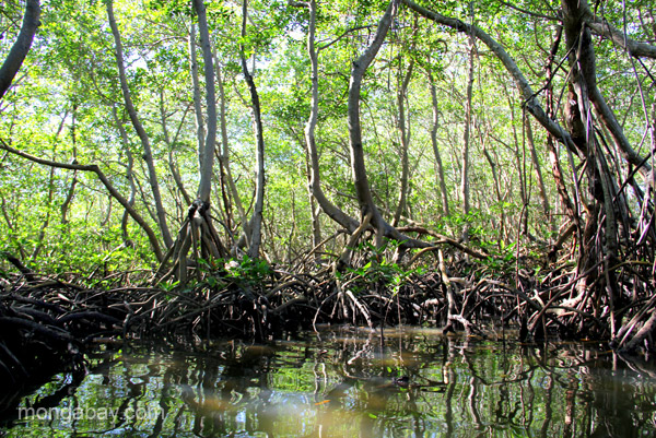 Scientists have found that some mangrove roots can serve as a refugia for corals. Photo by Tiffany Roufs