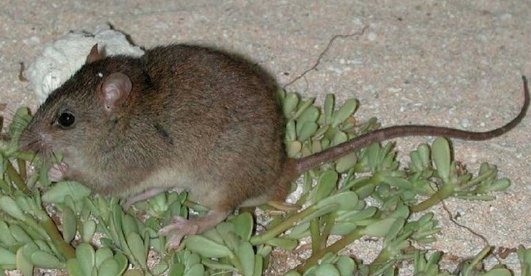 The Bramble cay melomy (Melomys rubicola) declared extinct in 2016 due to habitat loss due to rising sea levels, the first mammal known to go extinct due to human caused climate change. Photo by Ian Bell 