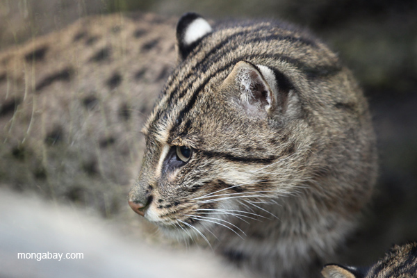 Asia’s Fishing cat (Prionailurus viverrinus). Short, powerfully built and about double the size of a domestic house cat. Photo by Rhett A Butler
