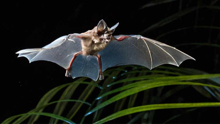 The Common Big-eared bat (Micronycteris microtis) is just one of more than 160 species of Amazonian bat featured in the new guide. Photo © Oriol Massana & Adrià López-Baucells