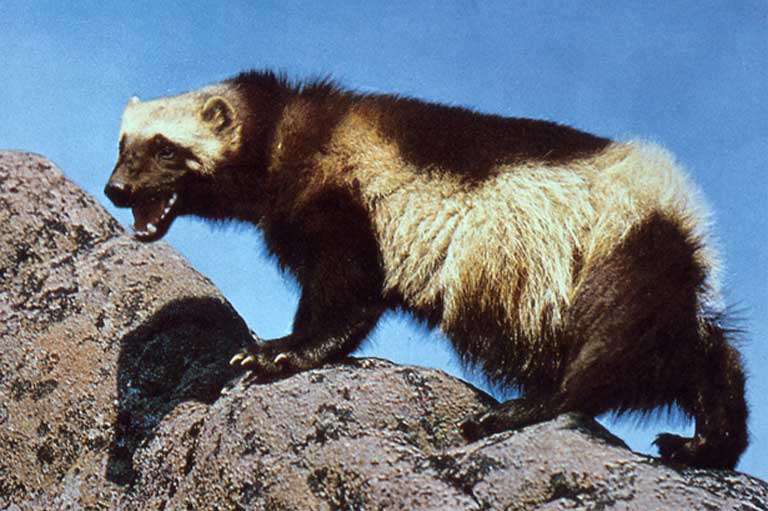 A lot of people see the long claws and sharp teeth on wolverines, and think they're scary or vicious animals, says Long. 