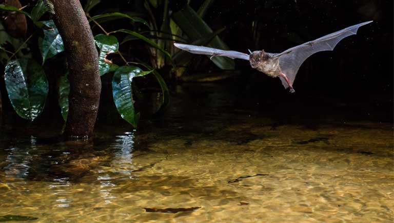 A Pale Spear-nosed bat (Phyllostomus discolor) flying low over the water. Although insects are their most common food, bat species also eat fruit, nectar, birds, reptiles, amphibians, fish, and mammals — including other bats. Photo © Oriol Massana & Adrià López-Baucells