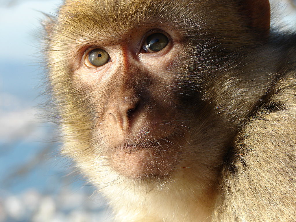 Barbary macaques are popular in Europe's exotic pet trade. Photo by Red Coat, Wikimedia COmmons, licensed under CC BY-SA 2.5.