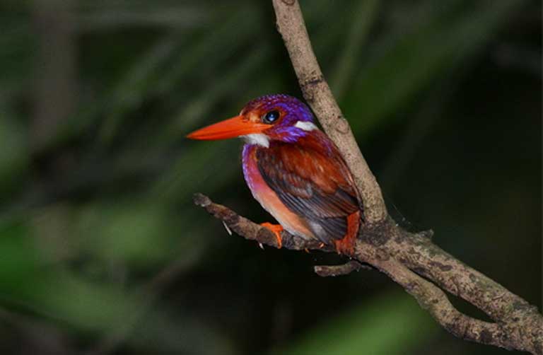 A Philippine Dwarf-kingfisher, another species endemic to the forests of the Philippines, also threatened by habitat loss. Photo © Bram Demeulemeester