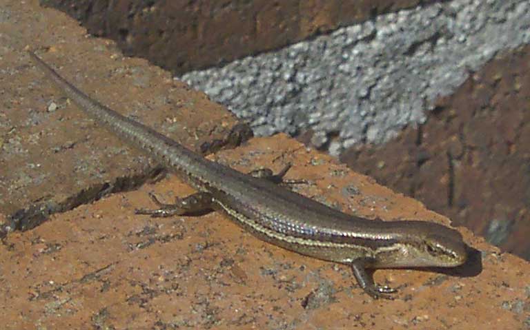 The noninvasive garden skink (Lampropholis guichenoti), which shows less exploratory behavior than the more successfully invasive delicate skink (Lampropholis delicata), according to researchers. Photo courtesy of Tnarg 12345 at English language Wikipedia