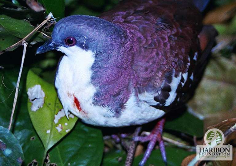 The Mindoro Bleeding-heart, a Critically Endangered species found on a single island, and the flagship species for the Haribon Foundation’s work in the Mount Siburan “Important Bird Area.” Photo by Sherry P. Ramayla and Harvey Garcia / Haribon Foundation 