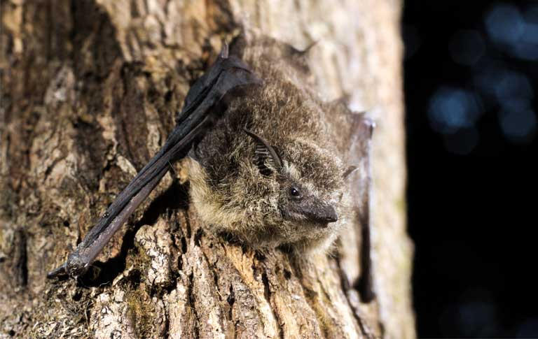 The Proboscis bat (Rhynchonycteris naso) has one of the highest frequencies of echolocation at 100,000 Hz, used to locate insect prey. Photo © Oriol Massana & Adrià López-Baucells
