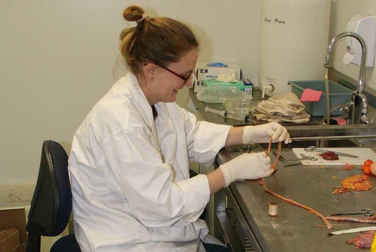 Getting to the guts of her study on chickens, Stephanie Courtney Jones measured the length of intestines in layer hens to determine if feed type could change gut length. Photo courtesy of Stephanie Courtney Jones 