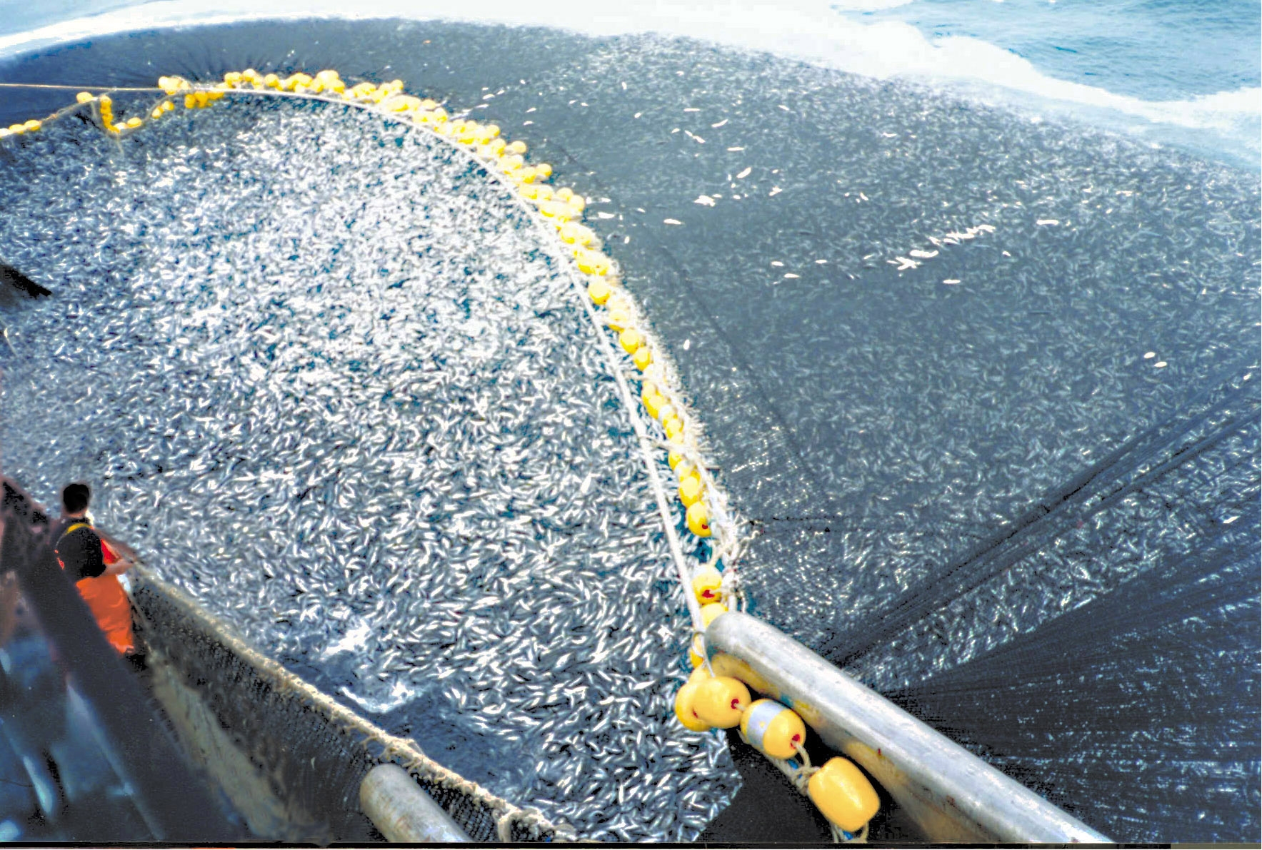 About 400 tons of Chilean jack mackerel (Trachurus murphyi) are caught by a Chilean purse seiner off of Peru. Important decisions regarding fishing, mining, pipeline construction, oil and gas extraction and many other international business investments — all of which can seriously impact the environment — are today being decided secretly via complex trade treaty dispute settlement provisions. Photo by C. Ortiz Rojas courtesy of NOAA